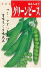 新江戸川菜豆(つるなしインゲン)