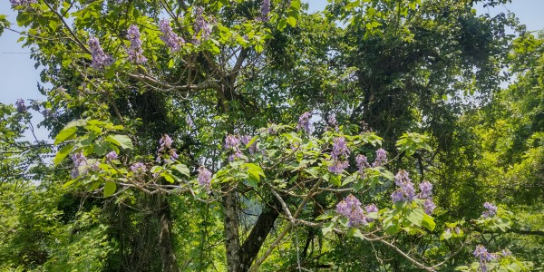 桐の木の開花サムネイル