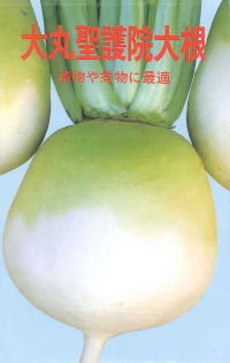 大丸聖護院大根(ショウゴインダイコン) 100円野菜種子販売 信州地方野菜の種 信州山峡採種場