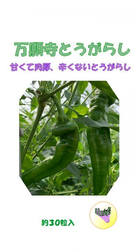 万願寺とうがらし(まんがんじ唐辛子) | 100円野菜種子販売 信州