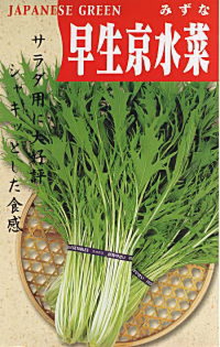 サラダ用京水菜(ミズナ) 100円野菜種子販売 信州地方野菜の種 信州山峡採種場