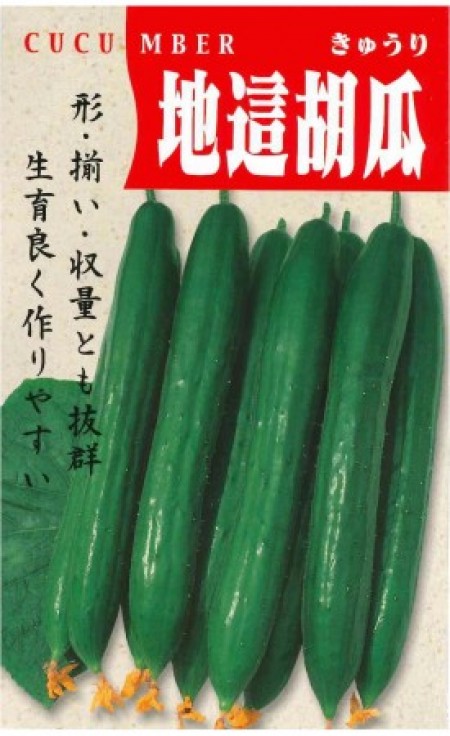 F1地這胡瓜1号(じばいきゅうり) | 100円野菜種子販売 信州地方野菜の種 