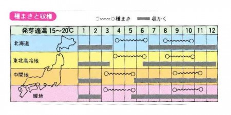 大浦牛蒡 オオウラゴボウ 100円野菜種子販売 信州地方野菜の種 信州山峡採種場