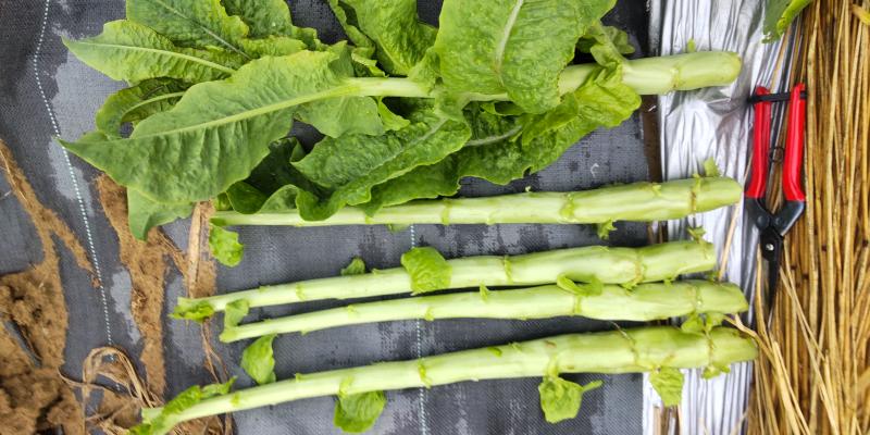 茎レタス(アスパラガスレタス 山くらげ) | 100円野菜種子販売 信州地方野菜の種 信州山峡採種場